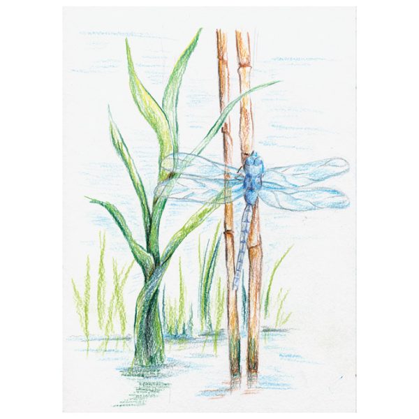 Boje drvene-vodene  24boje Aquarell Design Journey Staedtler 14610C C24 blister - Slika 3